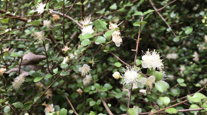 A close-up of a plant with small green leaves and white fluffy flowers on dense, thin,  brown branches.