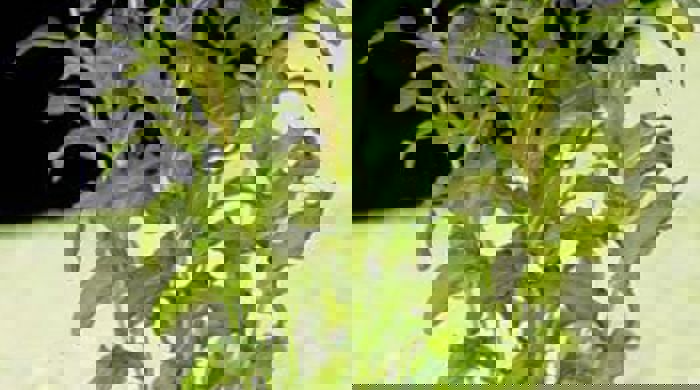 A photo showing the green pondweed in the water.