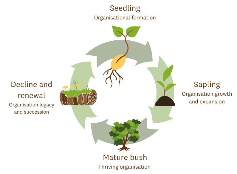 The four stages of an organisation's lifecycle, based on the lifecycle of plants within native bush.