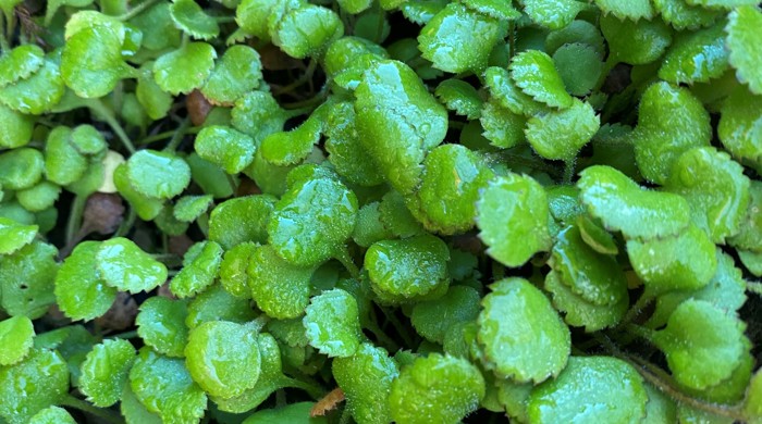 Close-up of small, circular, green leaves growing closely together.