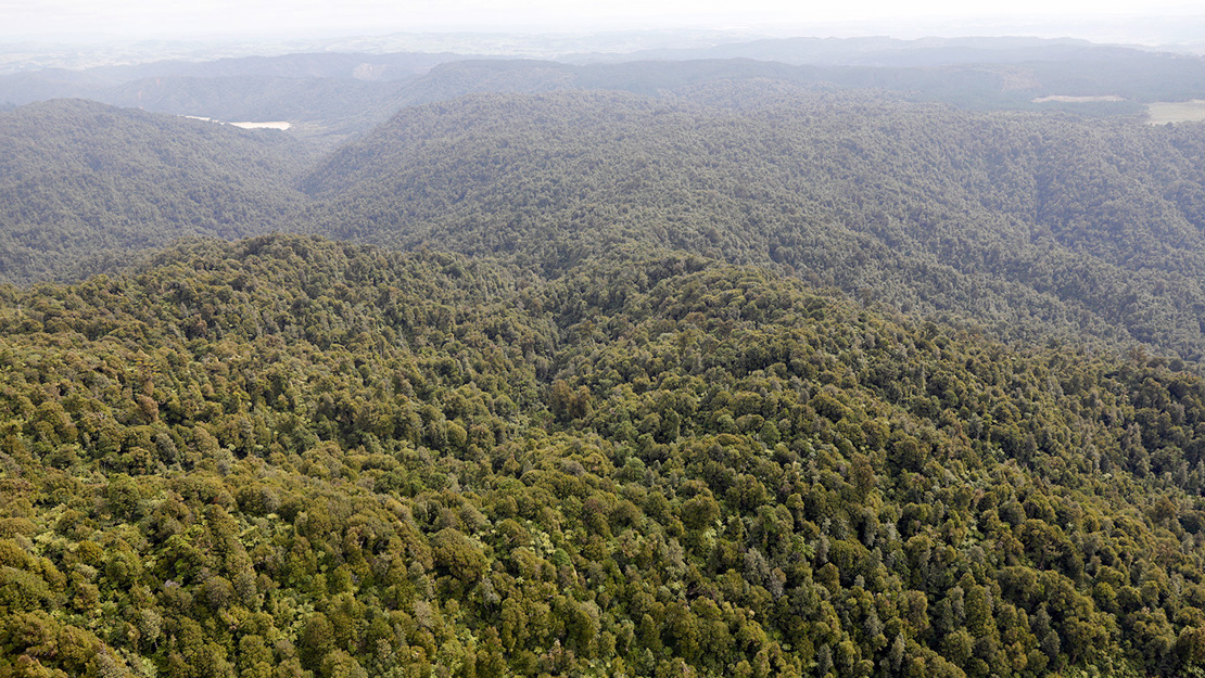 KMA-Piggott's forest. 