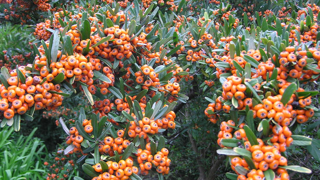 Firethorn trees with hundreds of orange berries.