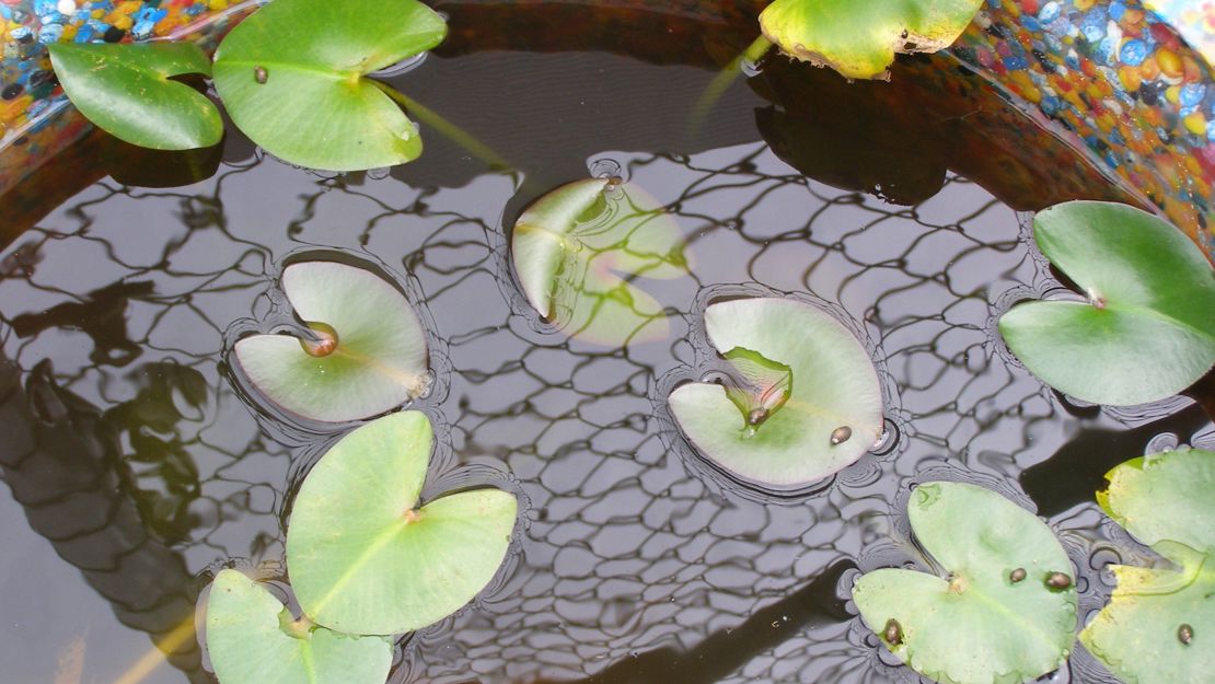 Marshwort growing in colourful pot.