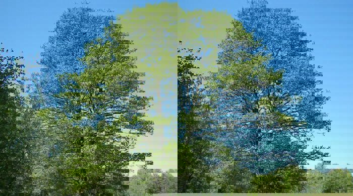 Photo showing an entire Alder tree.