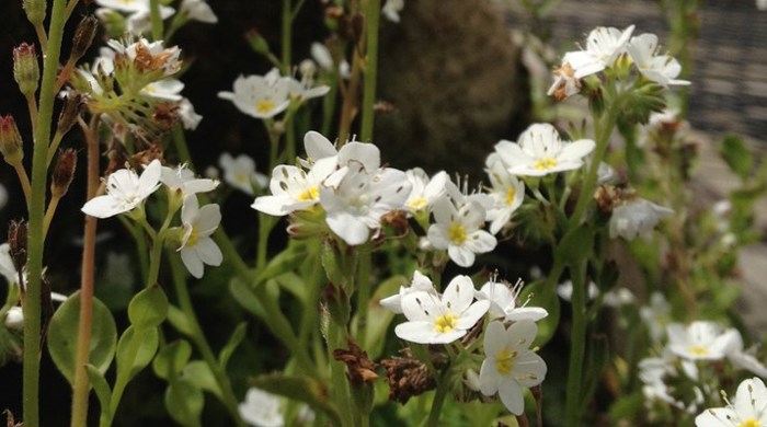 Bush with white and yellow flowers
