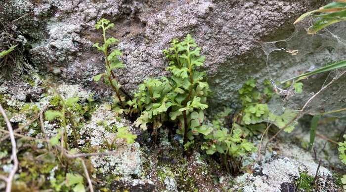 Close-up of fern-like leaves emerging from a rock surface that is covered in white lichen.