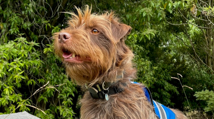 Portrait of Mawhai, a conservation dog. Mawhai is a Jagdterrier breed and has a light brown shaggy fur