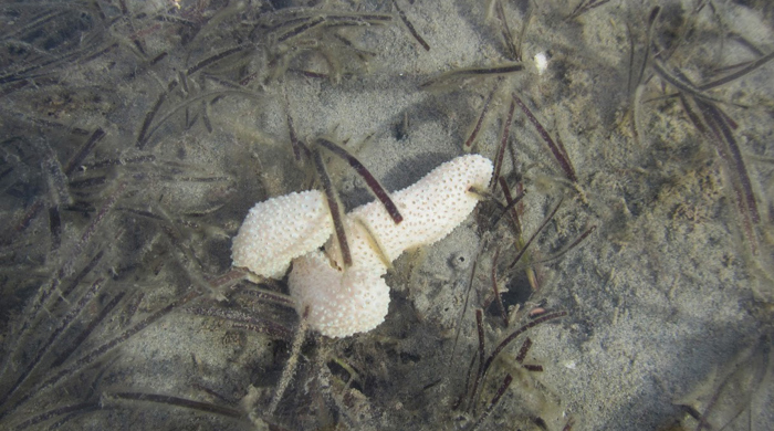 An Australian droplet tunicate in the water.