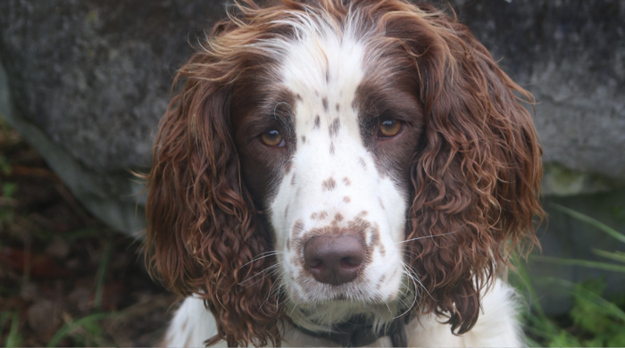 Portrait of Auckland Council conservation dog Jamie - a brown and white English Springer Spaniel 