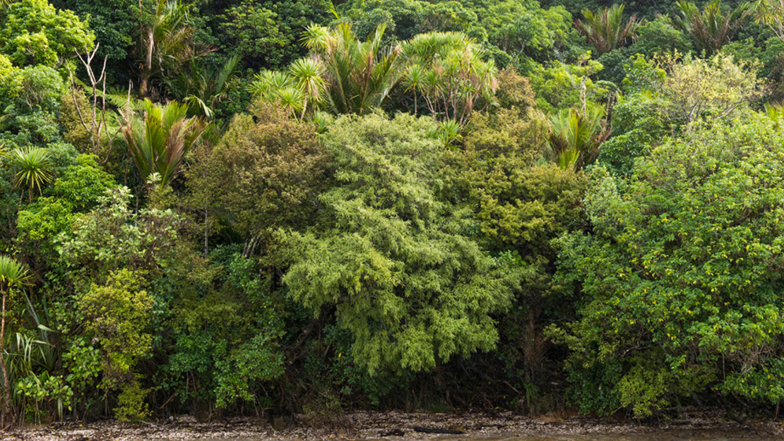 Forest of pōhutukawa, pūriri, and broadleaved trees lines an estuary.